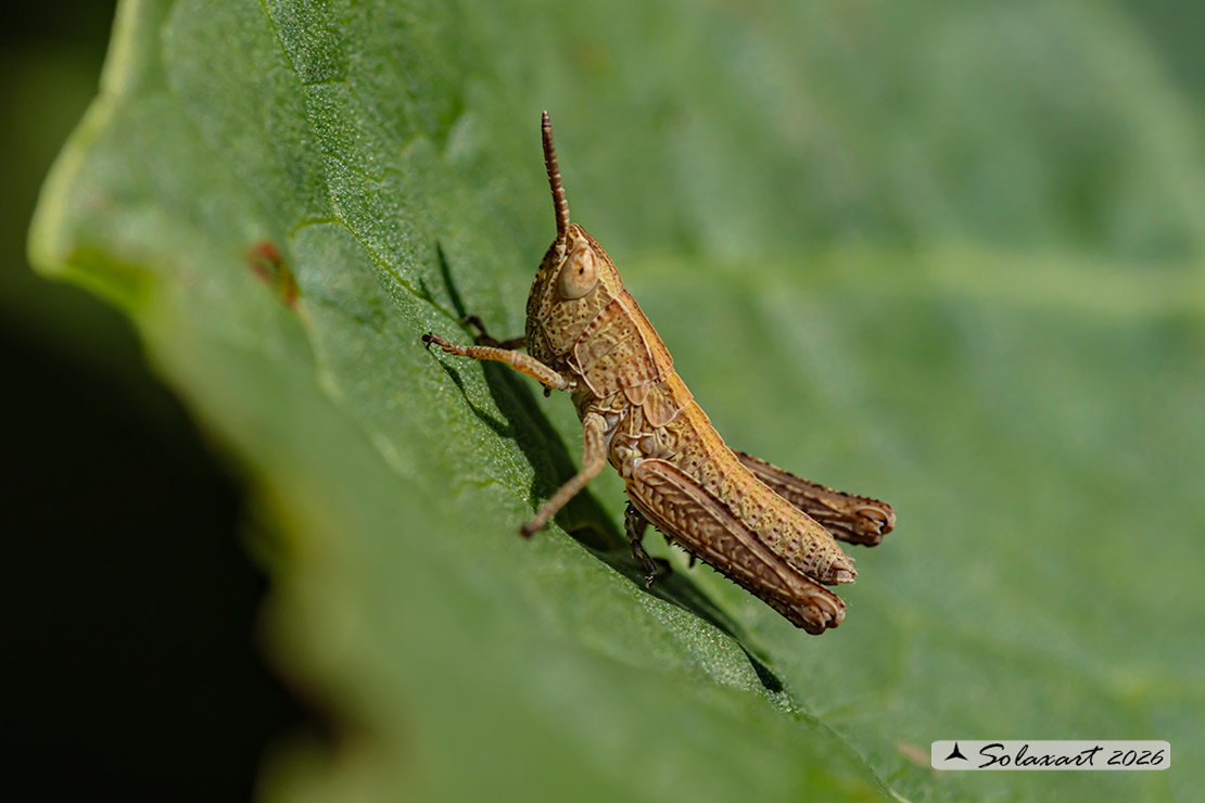 Rufous grasshopper