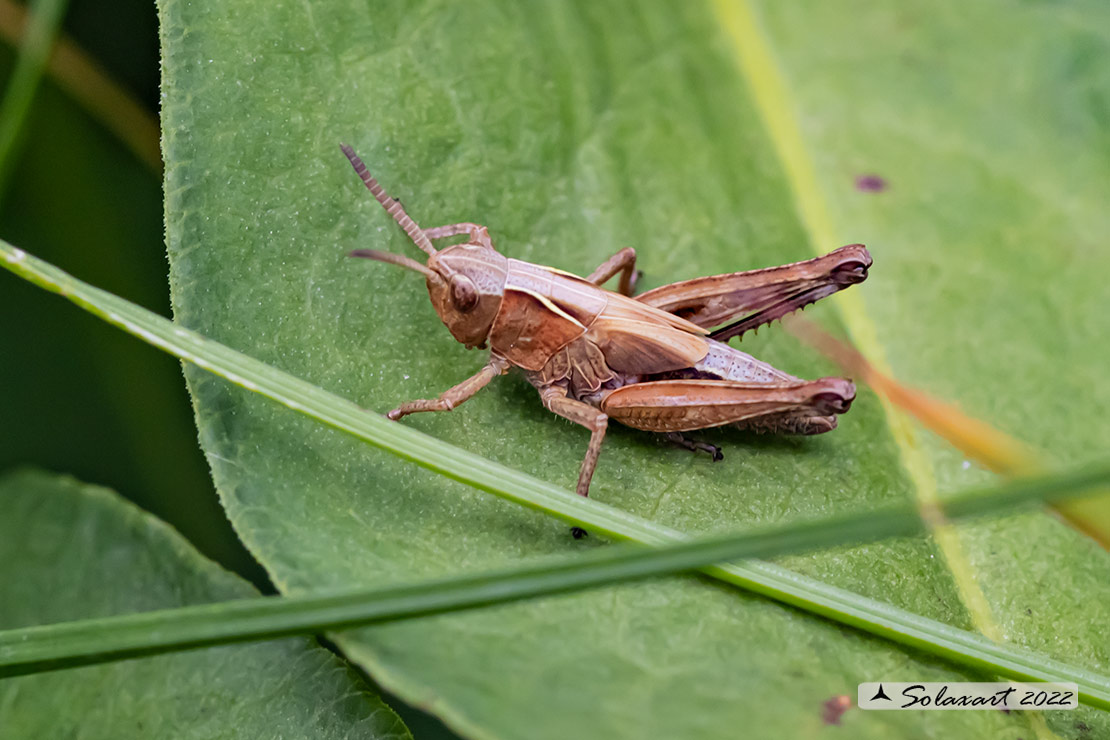 Rufous grasshopper