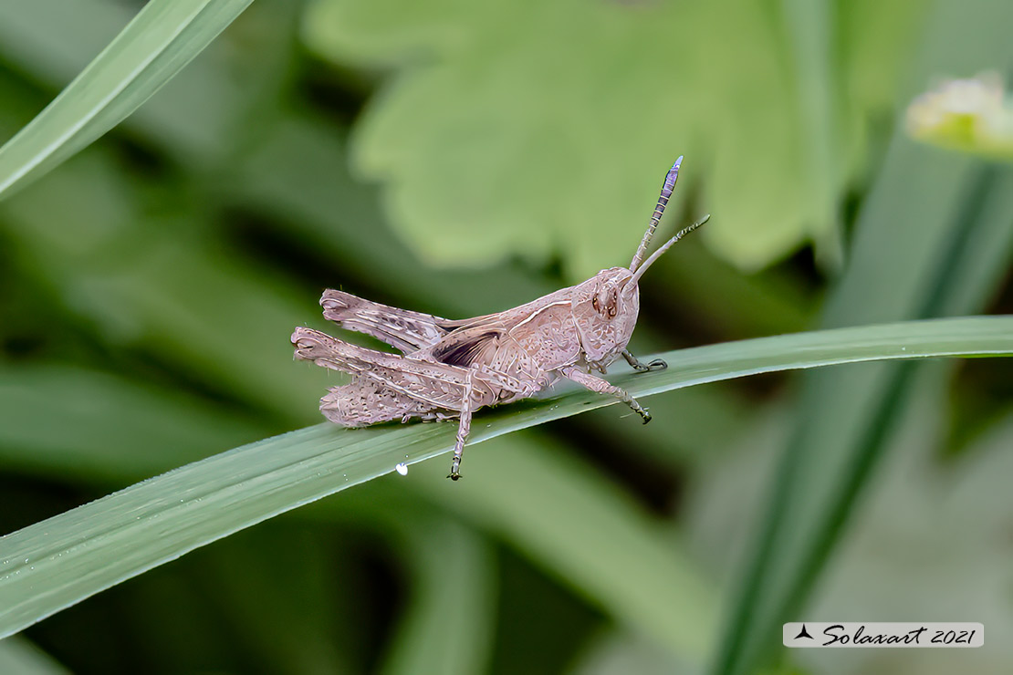 Rufous grasshopper