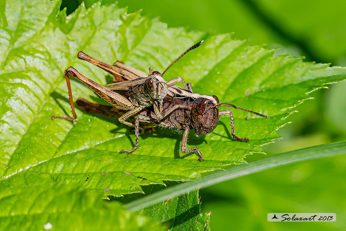 Rufous grasshopper