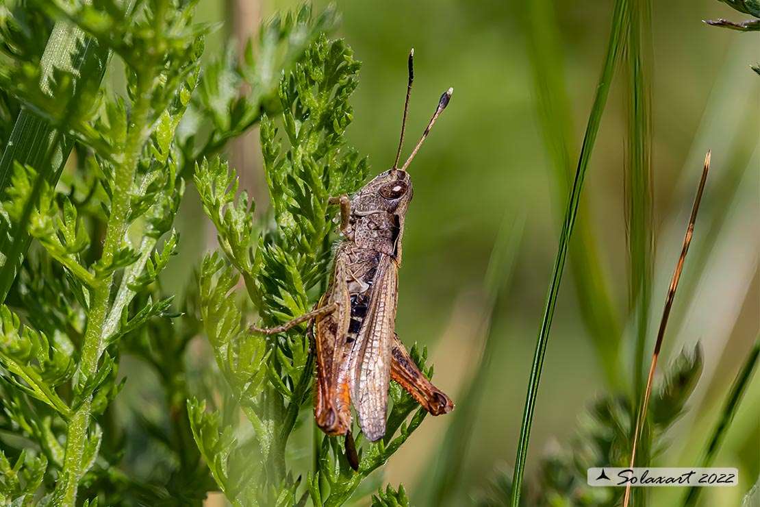 Rufous grasshopper