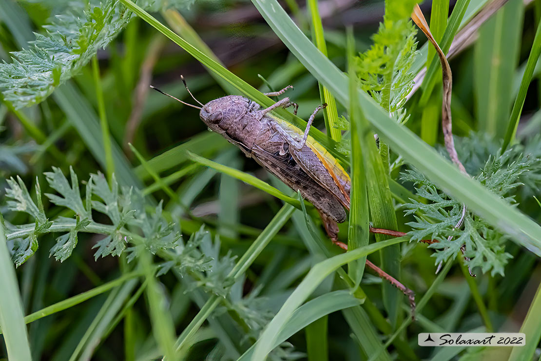 Rufous grasshopper