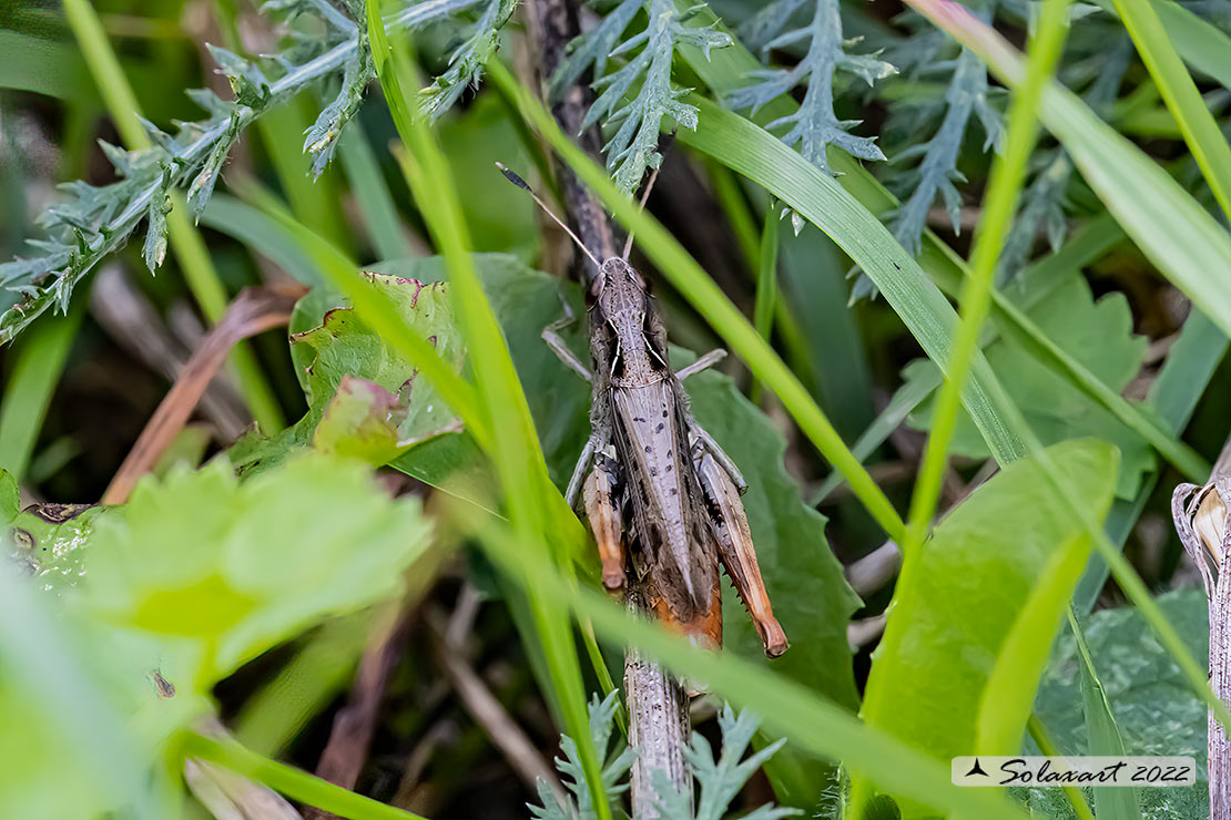 Rufous grasshopper