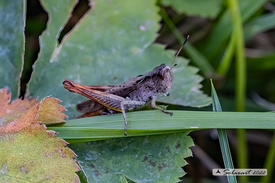 Rufous grasshopper