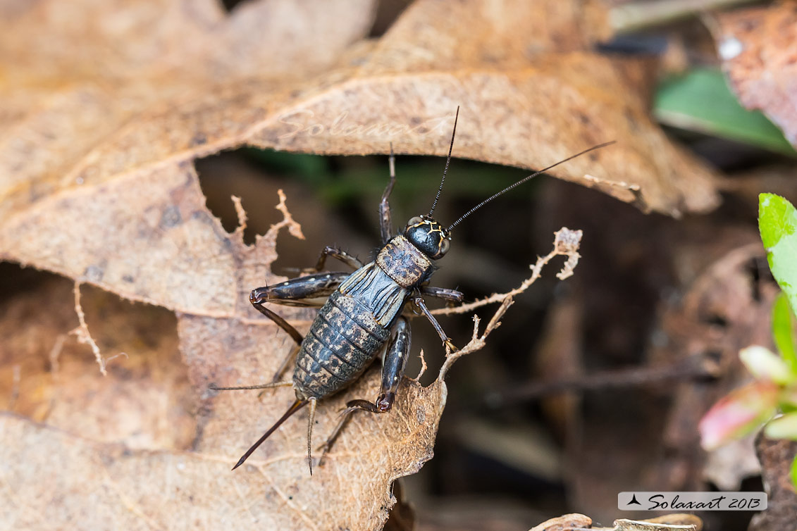 Nemobius sylvestris - Grillo dei boschi (femmina) - Wood-cricket (female)