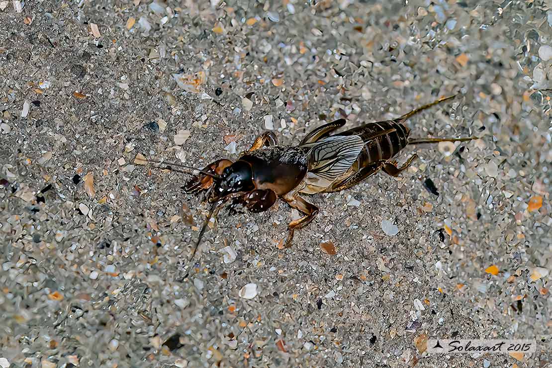 Gryllotalpa gryllotalpa:  Grillotalpa ; European mole cricket