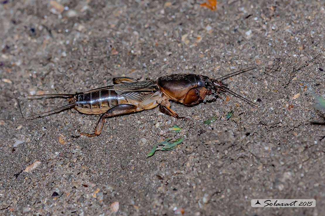 Gryllotalpa gryllotalpa:  Grillotalpa ; European mole cricket