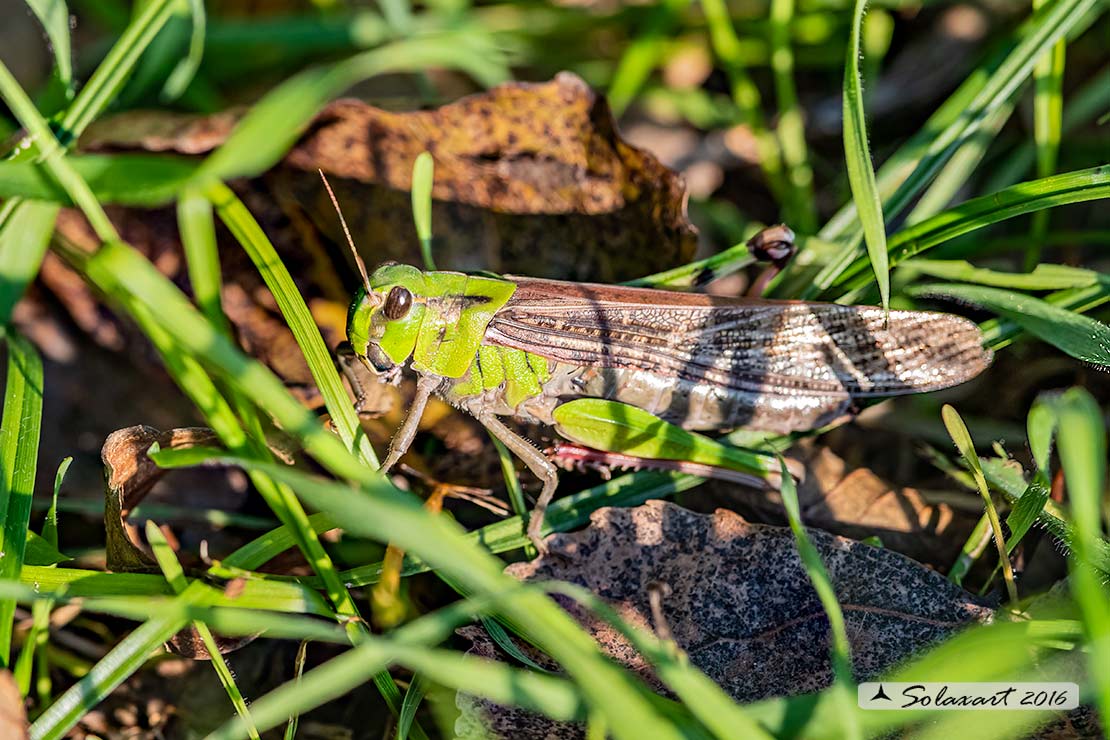 Locusta migratoria