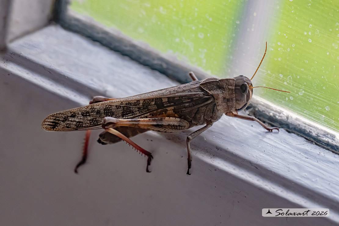 Locusta migratoria