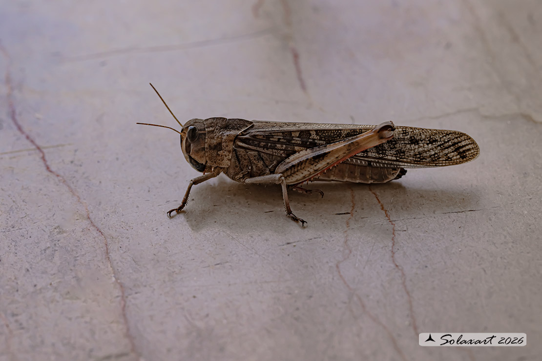 Locusta migratoria
