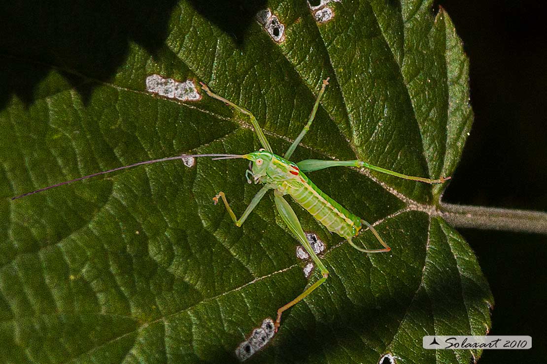 Meconema meridionale - Southern Oak Bush-cricket