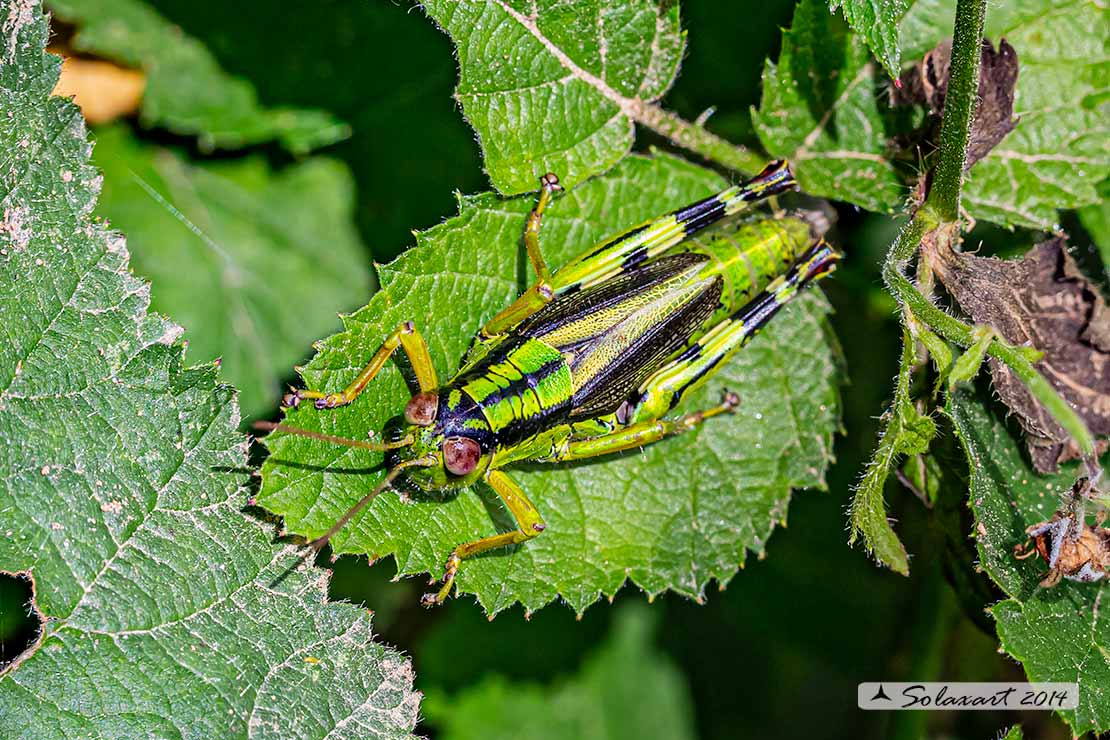 Miramella (Nadigella) formosanta  