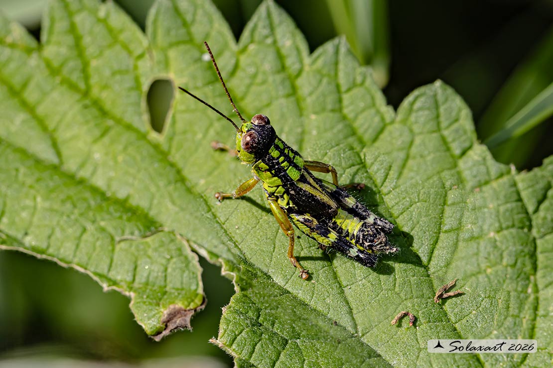 Miramella (Nadigella) formosanta
