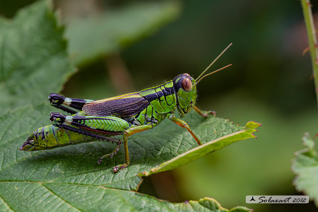 Miramella (Nadigella) formosanta  