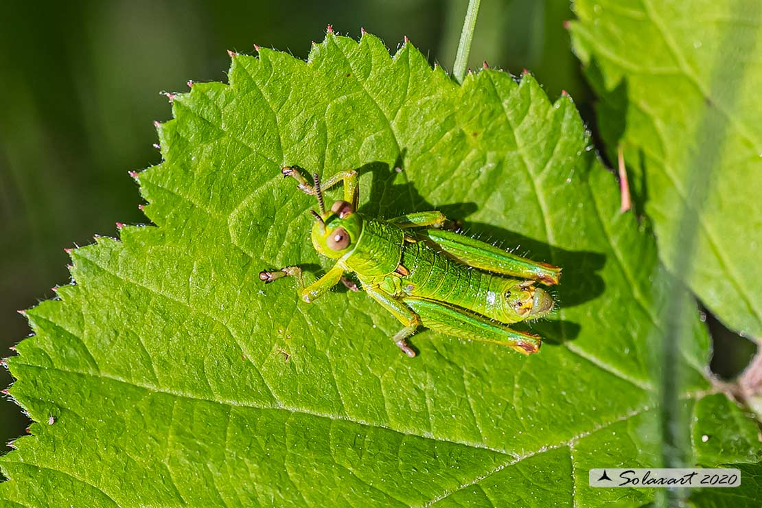 Odontopodisma decipiens insubrica