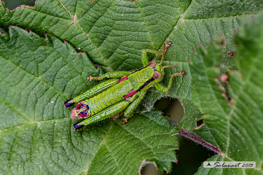 Odontopodisma decipiens insubrica