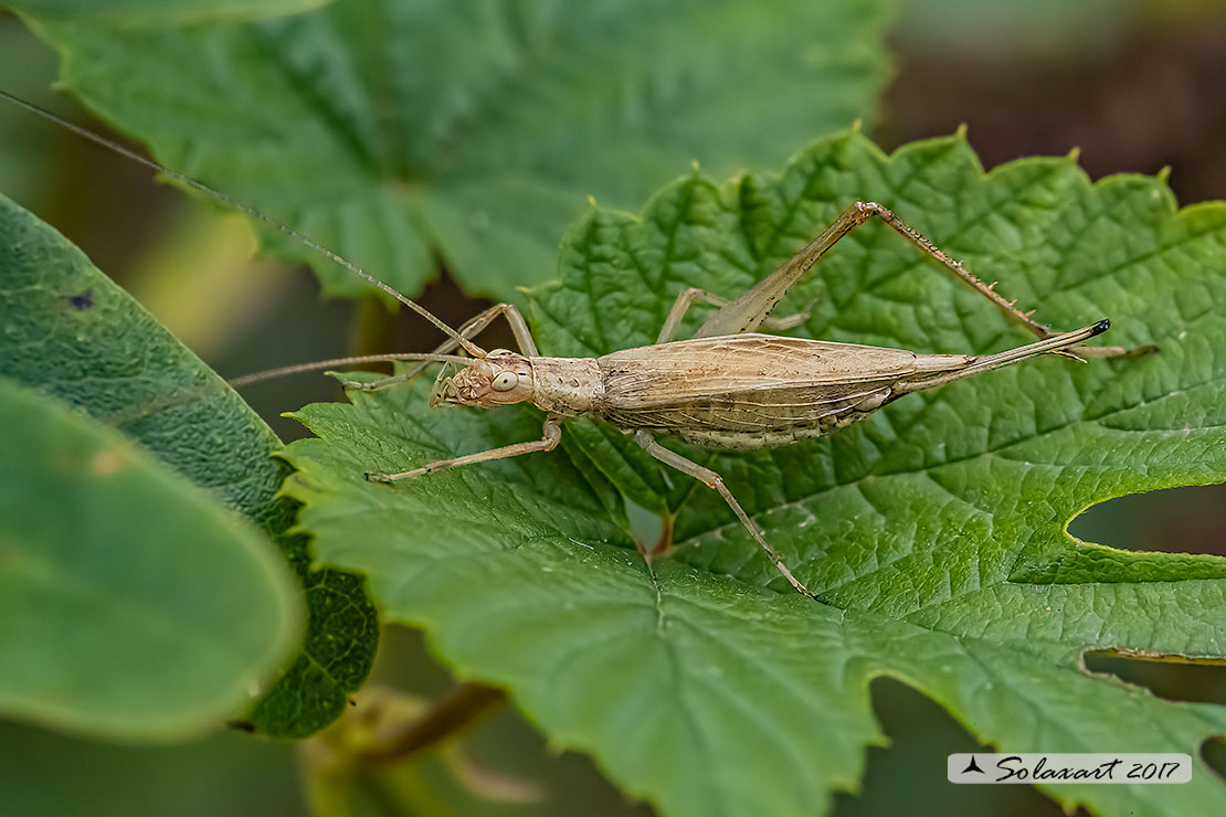Oecanthus pellucens : Grillo arboricolo (femmina) ;  Italian tree cricket (female)