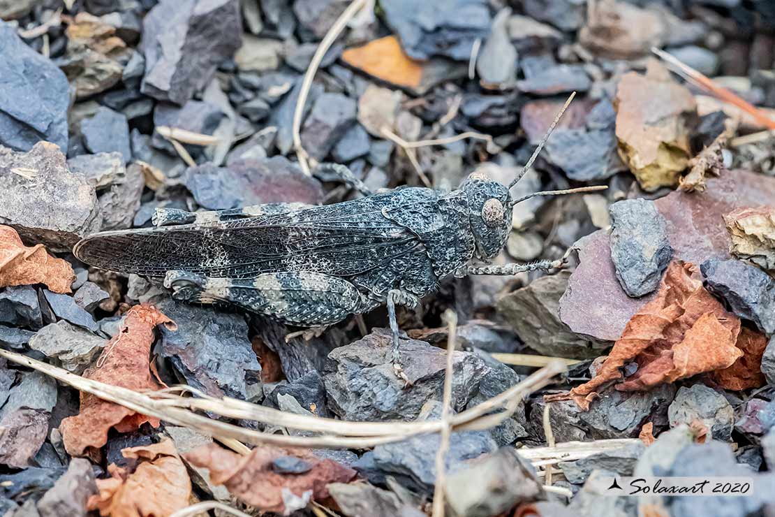 Oedipoda caerulescens