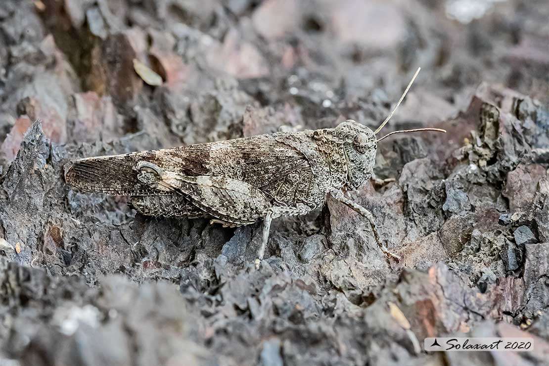 Oedipoda caerulescens