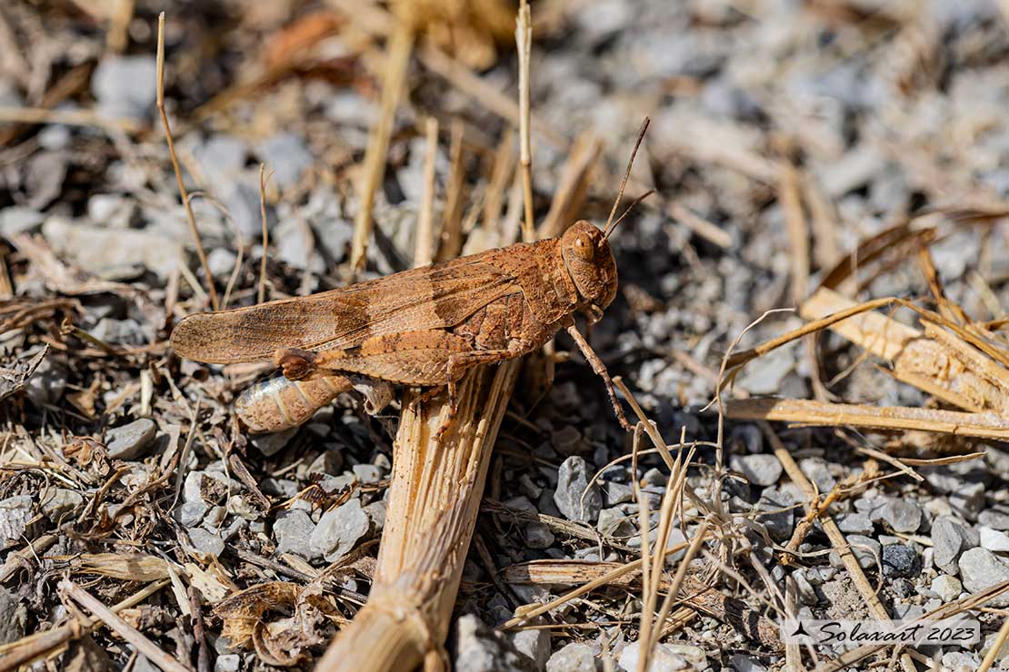 Oedipoda caerulescens