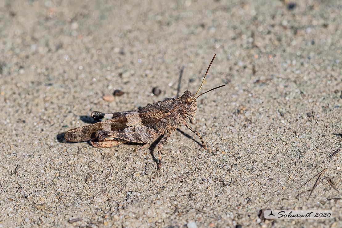 Oedipoda caerulescens