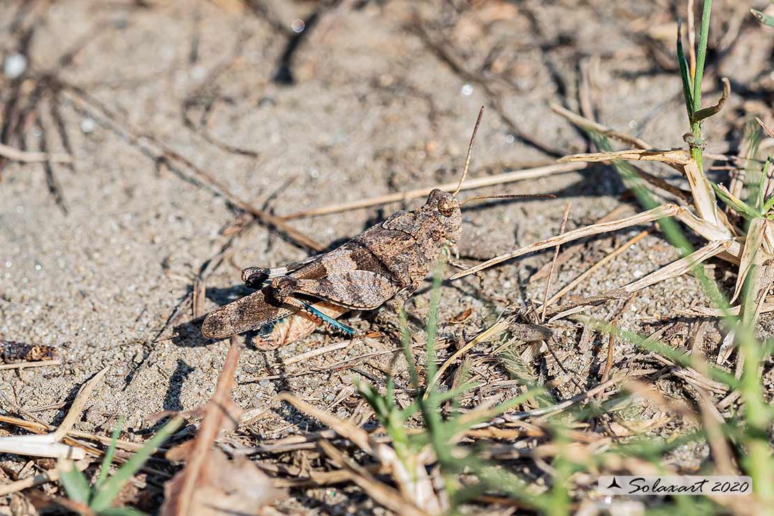 Oedipoda caerulescens
