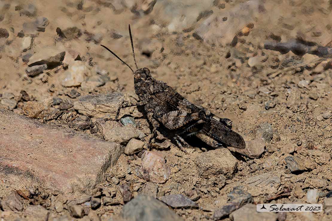 Oedipoda caerulescens