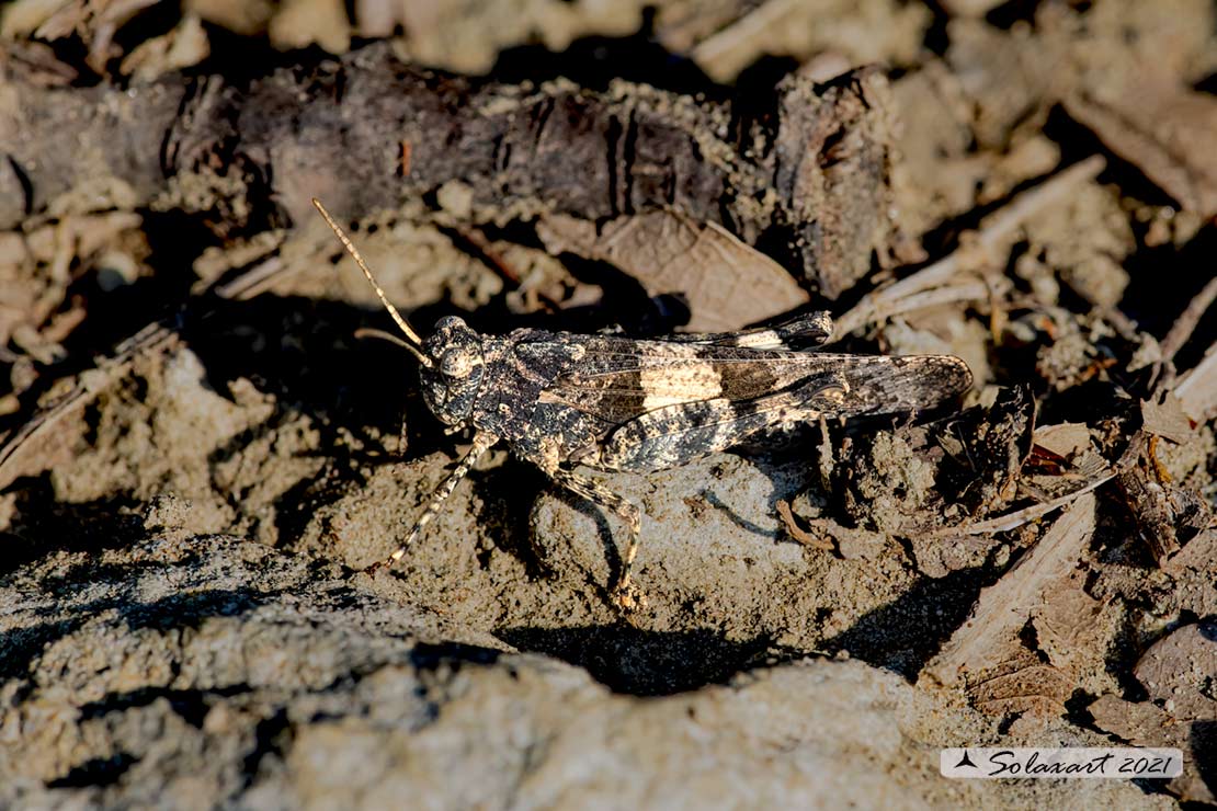 Oedipoda caerulescens