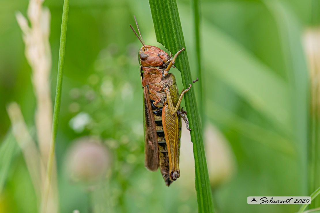 Omocestus viridulus