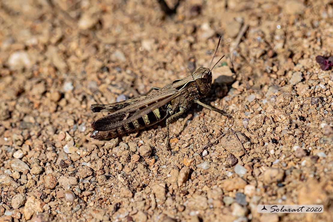 Omocestus rufipes - Woodland Grasshopper