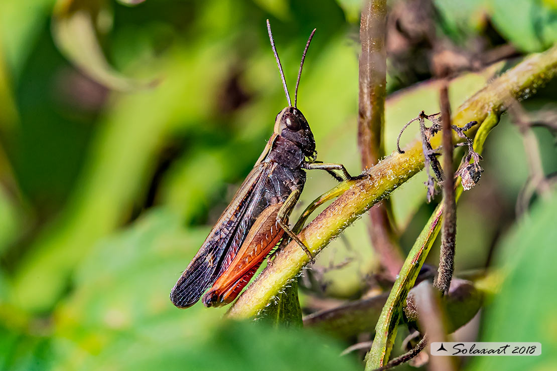 Omocestus rufipes - Woodland Grasshopper