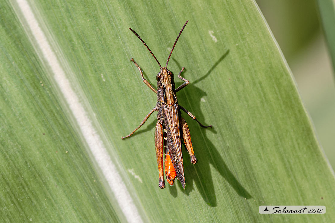 Omocestus rufipes - Woodland Grasshopper