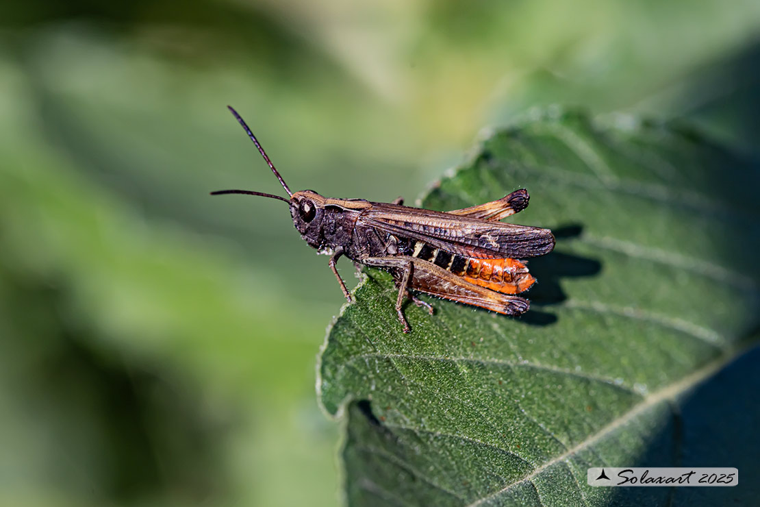 Omocestus rufipes - Woodland Grasshopper