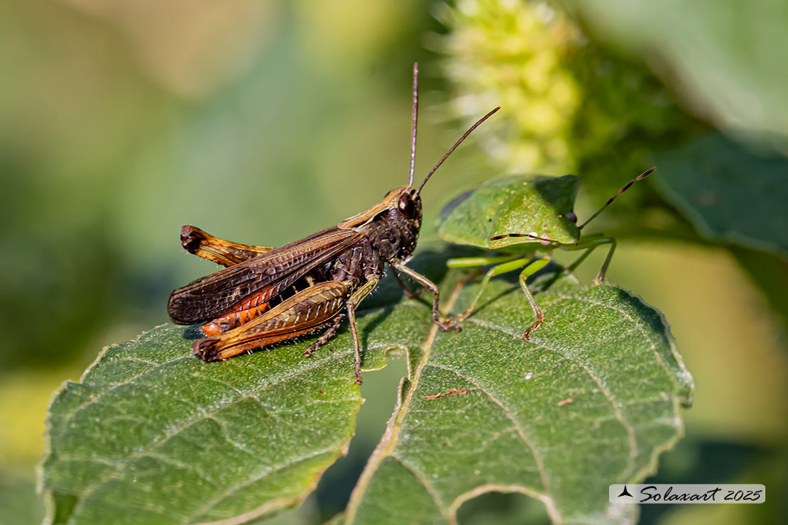 Omocestus rufipes - Woodland Grasshopper