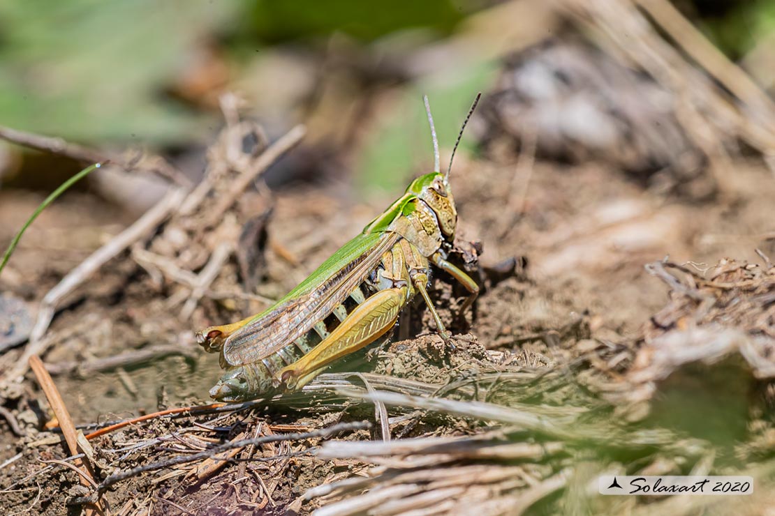 Omocestus viridulus