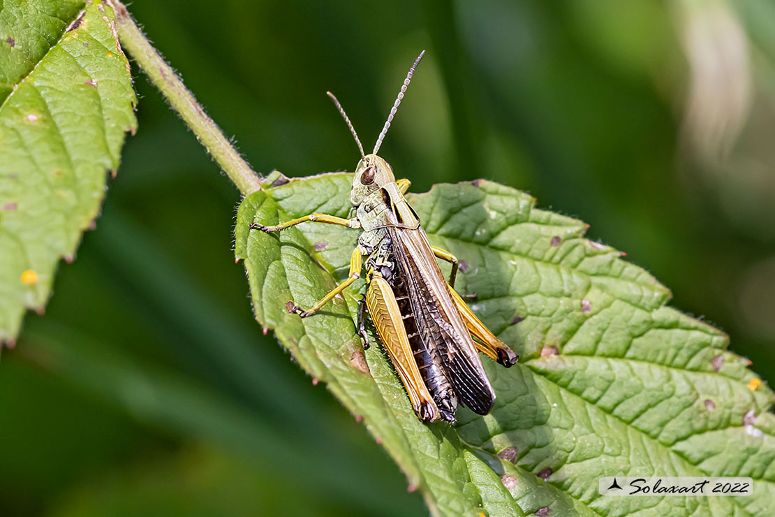 Omocestus viridulus