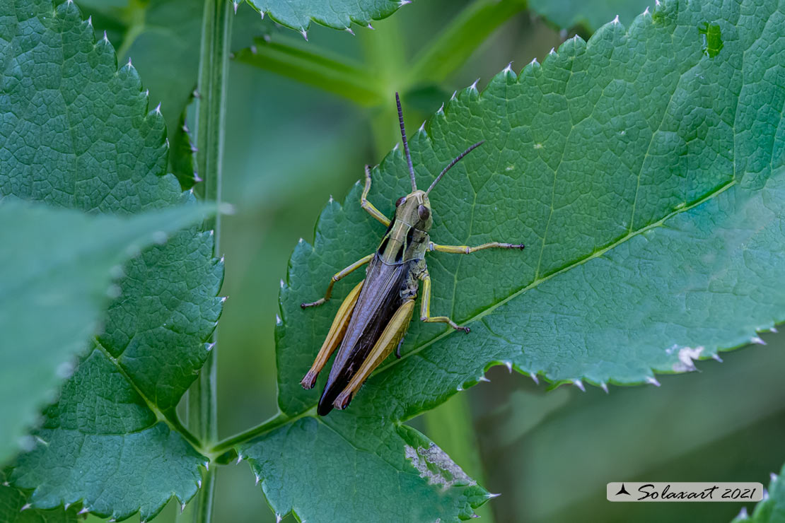 Omocestus viridulus