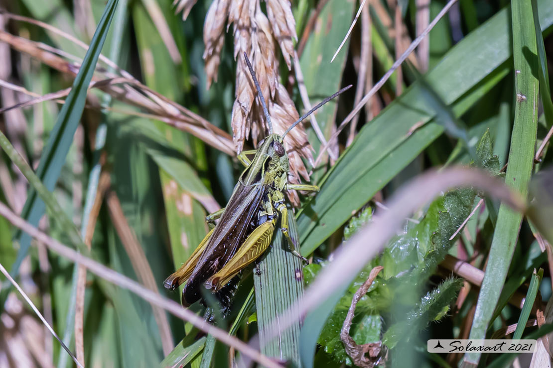 Omocestus viridulus