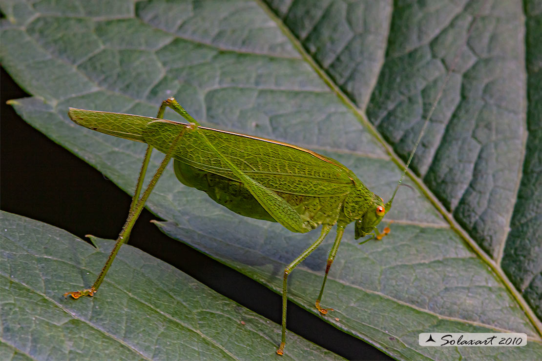 Phaneroptera nana - femmina