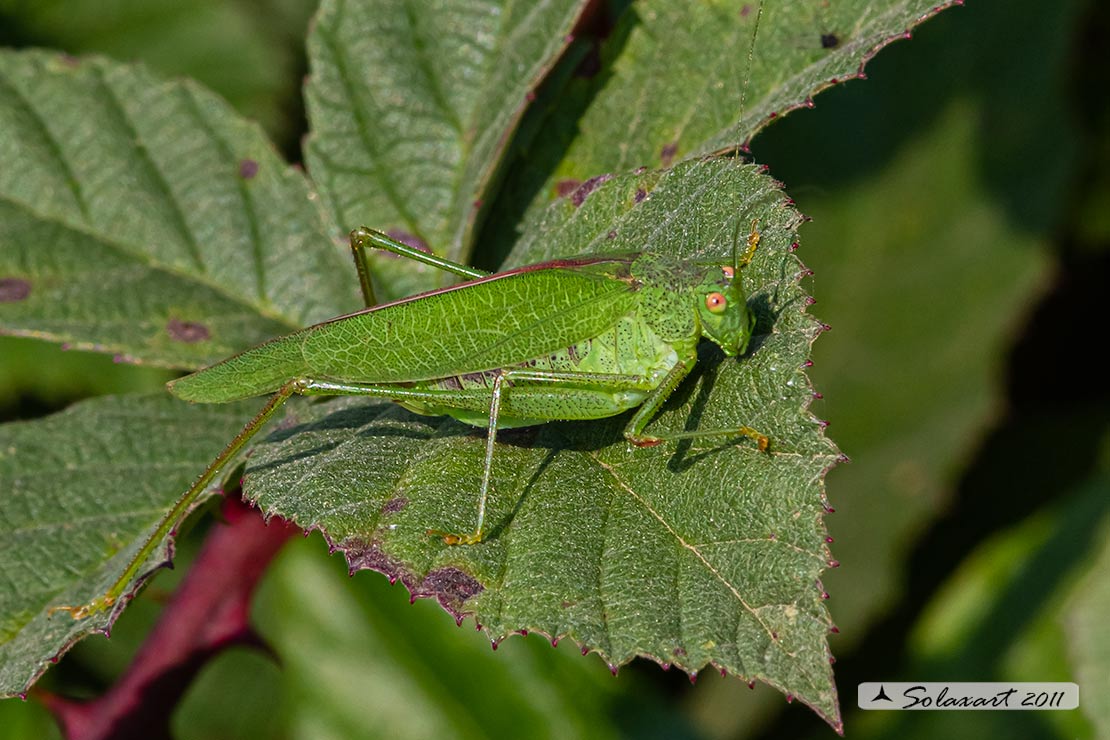 Phaneroptera nana - femmina