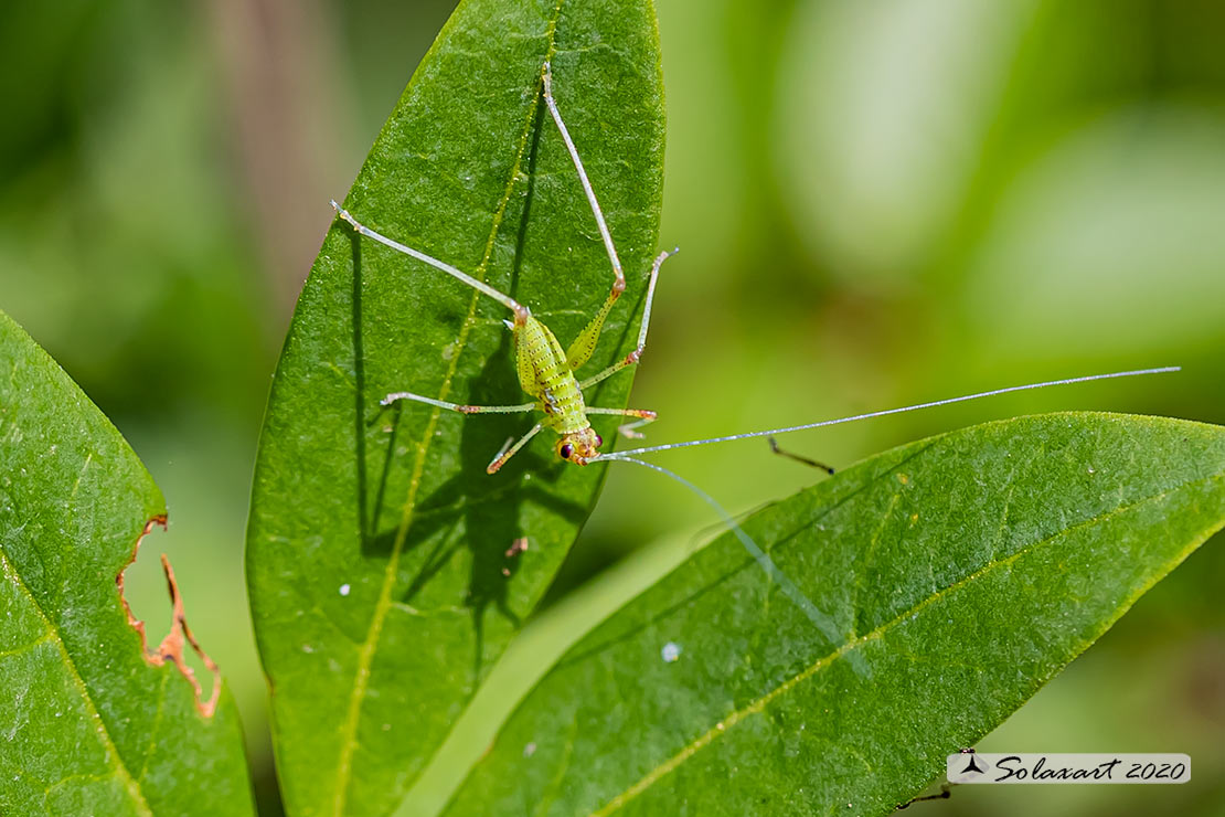 Phaneroptera nana - neanide maschio