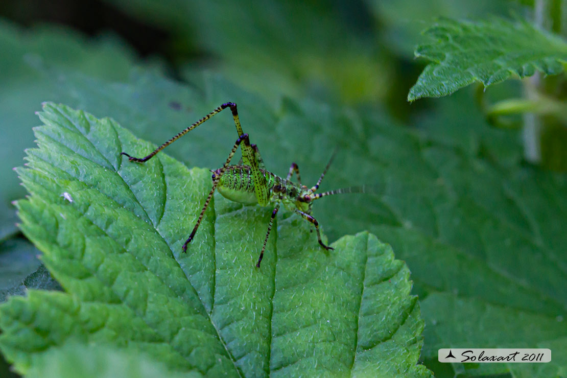 Phaneroptera nana - neanide maschio