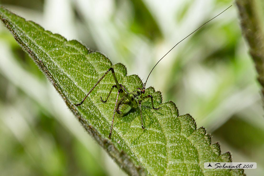 Phaneroptera nana - neanide maschio