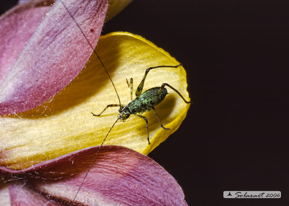 Phaneroptera nana - neanide maschio