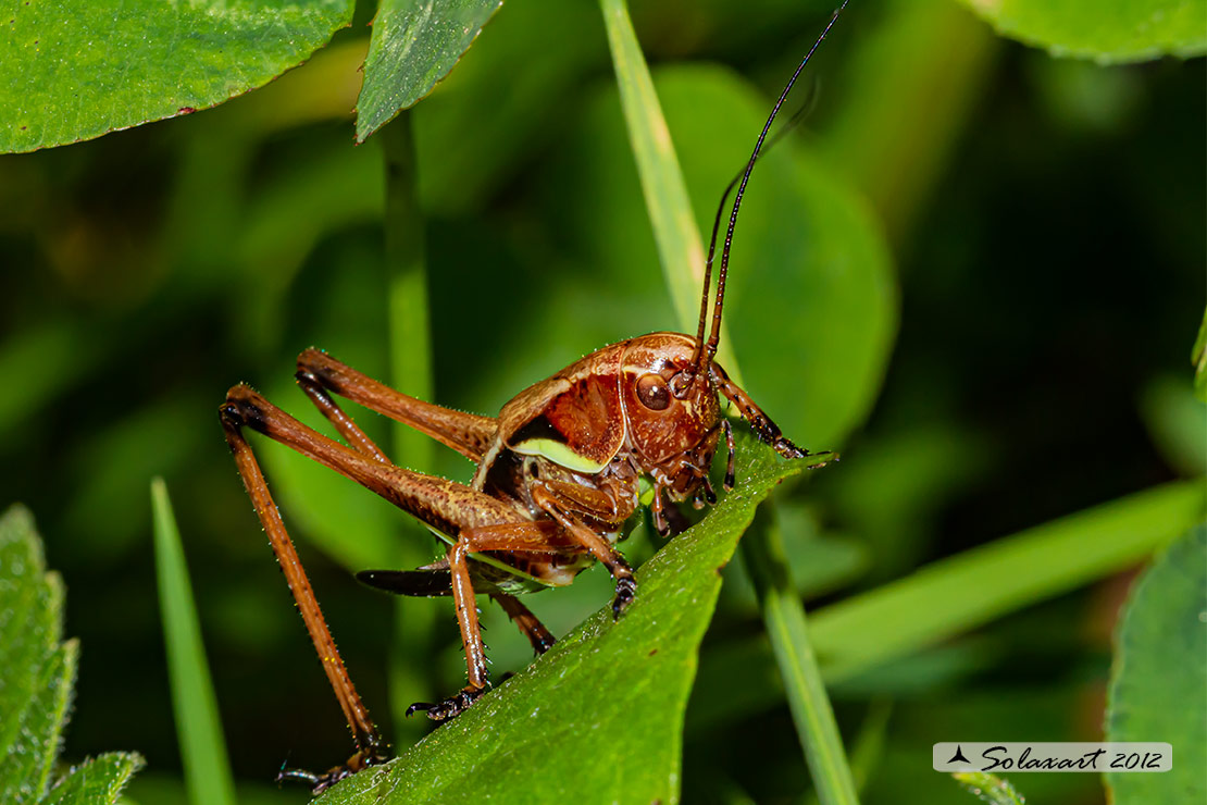 Pholidoptera aptera femmina