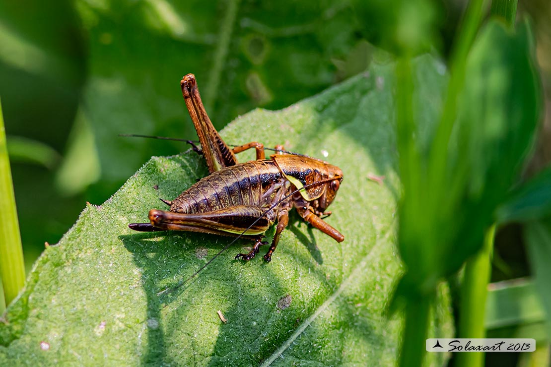 Pholidoptera aptera femmina