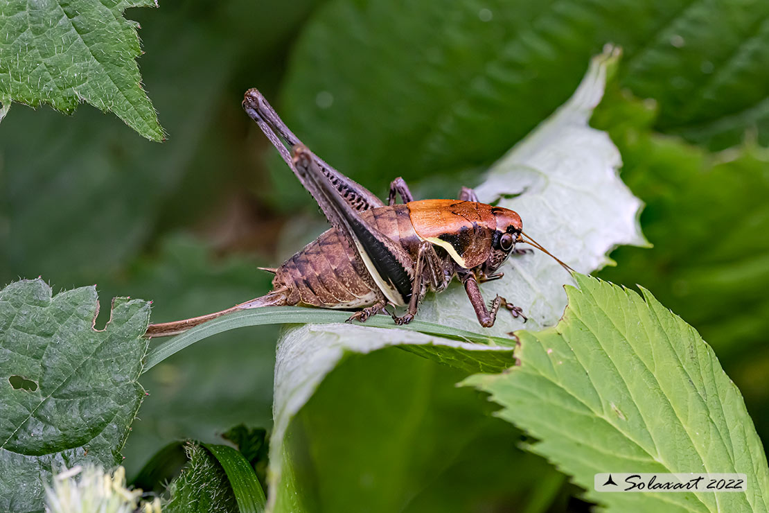 Pholidoptera aptera femmina