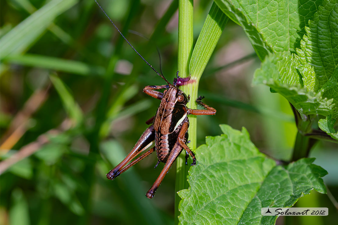 Pholidoptera aptera maschio