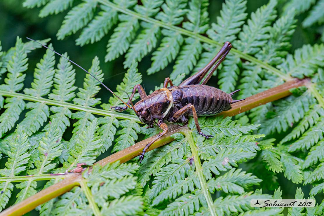 Pholidoptera aptera maschio