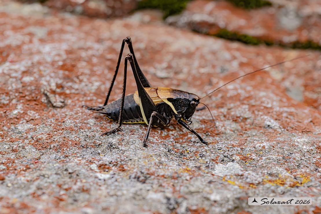 Pholidoptera aptera maschio